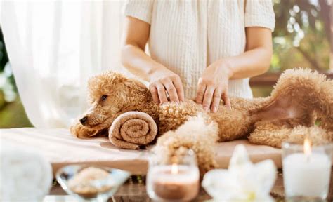 DIY Spa Day for Your Dog- Because They're Worth It - A-Z Animals