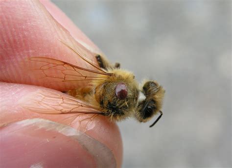 Varroa mite: Biosecurity alert | Agriculture and Food