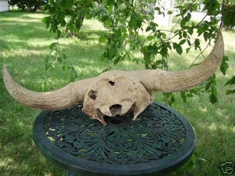 EXTINCT ICE AGE BISON SKULL BOG FOSSIL possibleMANkill | #27631574