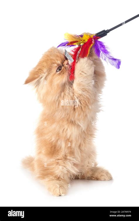 persian kitten in front of white background Stock Photo - Alamy