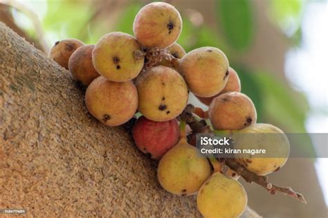 Buah Ara Ficus Racemosa Gambar Di Pohon Alam Buah Ara Hutan Buah Ara ...