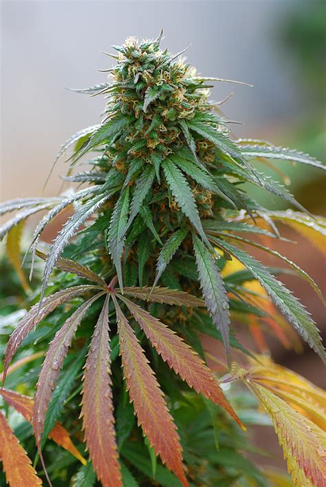 California Hash Plant – Buy California Hash Plant feminized cannabis seeds