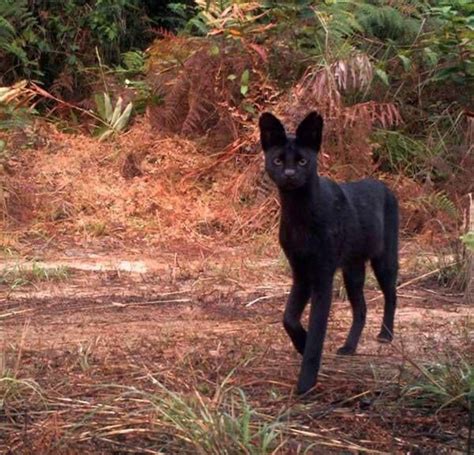 An extremely rare Melanistic Serval - Awesome | Funny cats and dogs ...