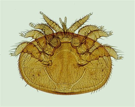 7 methods of varroa mite transmission