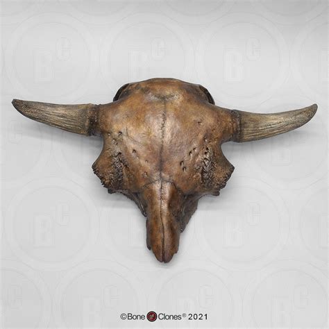 Bison antiquus Skull - Bone Clones - Osteological Reproductions