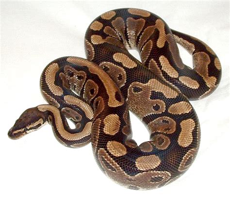 Ball python - Wikipedia