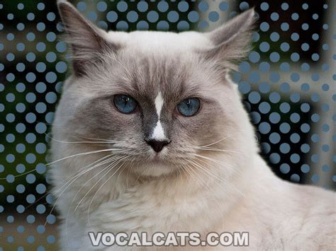 Blue Lynx Ragdoll: Complete Guide - Vocal Cats