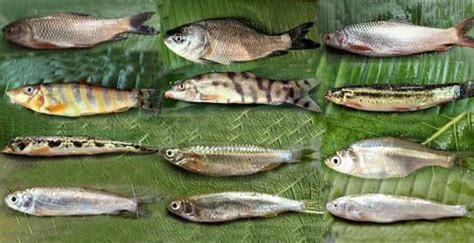 Classification of Cypriniformes – BdFISH Feature