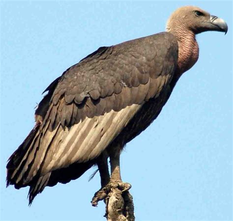 THE HERESY HUNTER: THE VULTURE IS A VERY PATIENT BIRD