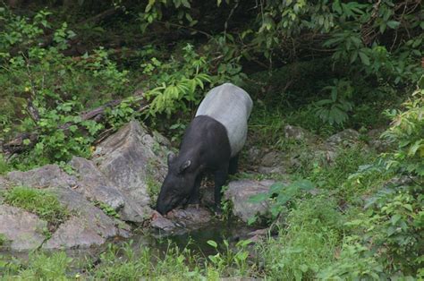 Malayan Tapir Facts, Distribution, Behavior, Adaptations