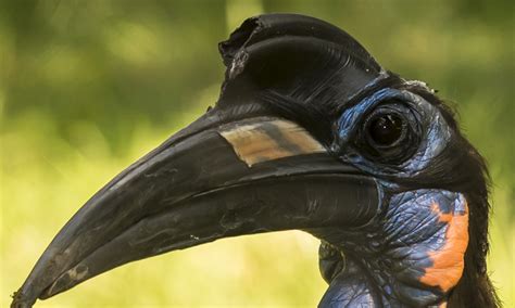 Abyssinian ground hornbill | Smithsonian's National Zoo and ...