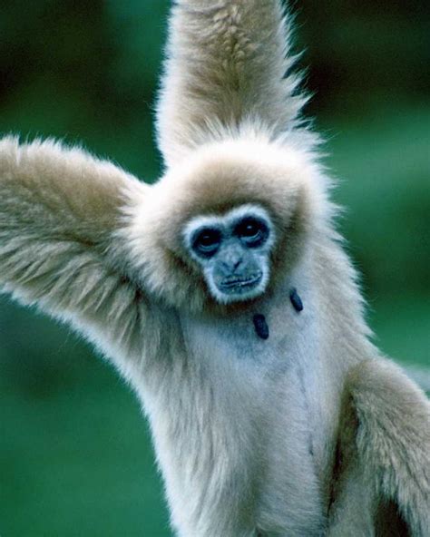 primates.com : lesser apes : gibbons : white-handed gibbon