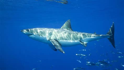 Shark Facts, Types, Classification, Habitat, Diet, Adaptations