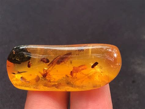 Lot - Amber, Fossil, Natural, Collectible, Specimen