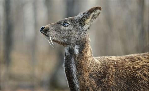 What Animals Live In Siberia? - WorldAtlas