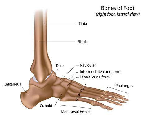 Foot & Ankle Bones