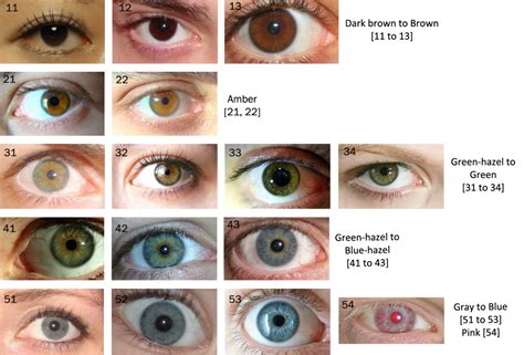 Imgs For > Light Brown Eye Color Chart