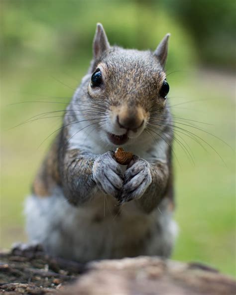 Squirrel feeding - By Tom Edwards