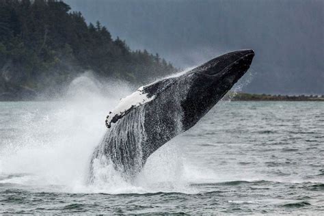 Whale Watching & Mendenhall Glacier | Book Alaska Excursions