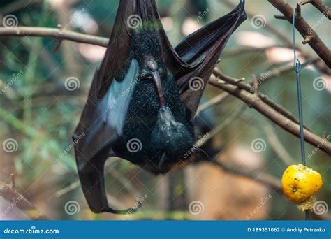 Megabat Outdoors in the Zoo Stock Photo - Image of giant, black: 189351062