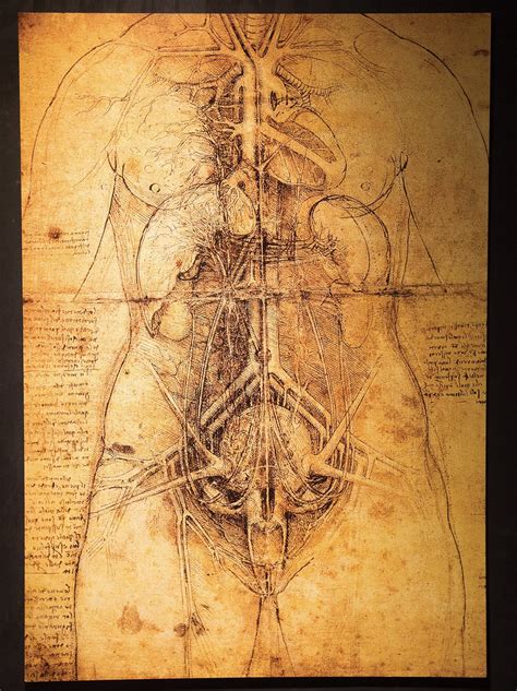 Leonardo Da Vinci Paintings And Drawings