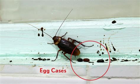 Signs of a Cockroach Infestation (With Pictures) - Dodson Pest Control