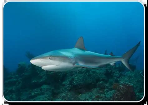 Caribbean Reef Shark Facts: Habitat, Social Behavior, Offspring & Feeding