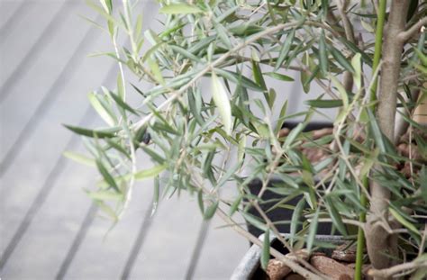 How to care for an olive tree - gardenstead