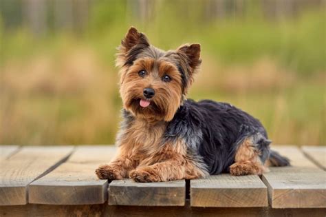 How Do You Tell If Your Dog Is A Yorkie