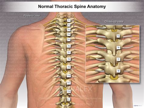 Normal Thoracic Spine Anatomy - TrialExhibits Inc.