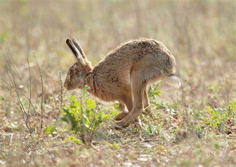 Brown Hare running early spring morning, Lepus europaeus | Mike Rae