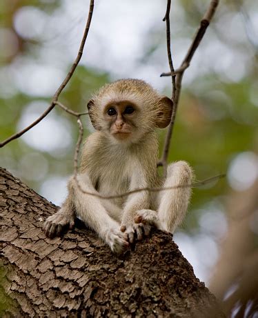 Baby Vervet Monkey Stock Photo - Download Image Now - iStock