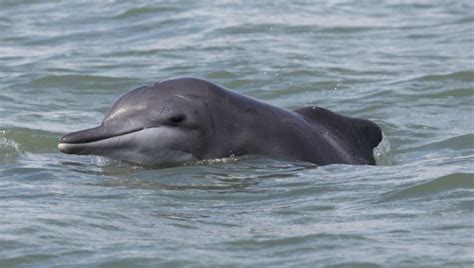 Atlantic humpback dolphin moves closer to endangered species protection ...