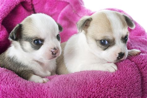 79+ Chihuahua Maltese Mix Dog Pic - Codepromos