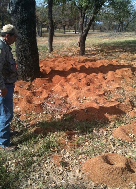 Leaf Cutter Ants Habitat - PestPhobia