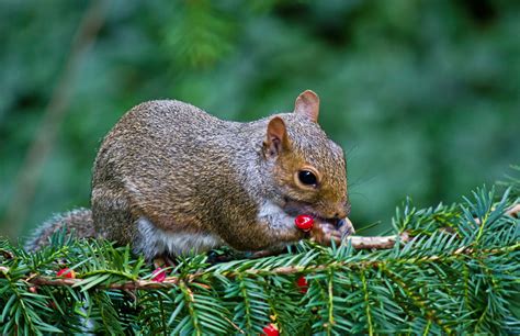 Squirrel Food & Feeding - Diet Composition | Wildlife Online