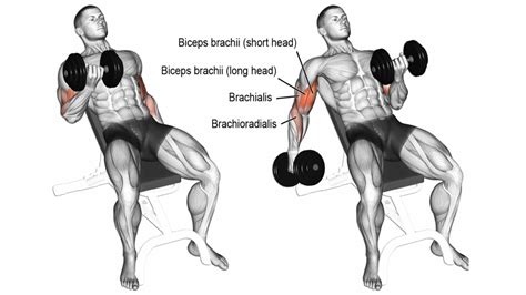 Bicep Curls Muscle Groups