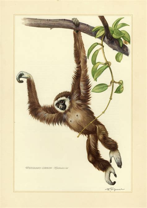 LAR GIBBON vintage lithograph from 1956 Primates, Mammals, Wildlife ...