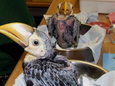 Toucan chicks hand reared at Paignton Zoo – We Are South Devon