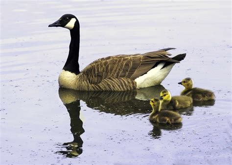 Canada Goose Facts: Habitat, Diet, Predators, and More