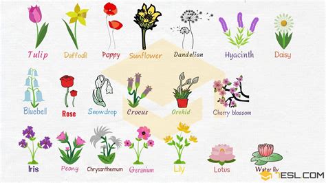 Pictures Of Flowers With Their Names In English | Best Flower Site