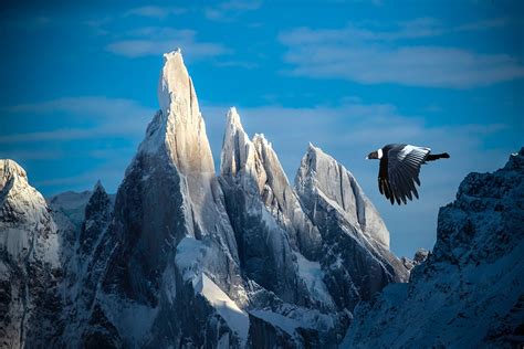 Andean condor in flight - Jim Zuckerman photography & photo tours