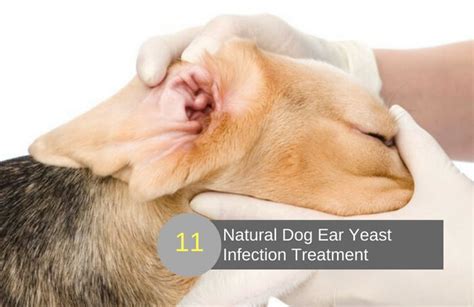 11 Fast Acting Home Remedies For Dog Ear Yeast Infection