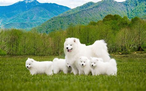 Samoyed | Breed, Care, Upkeep, Temperament, Images, & Facts | Britannica