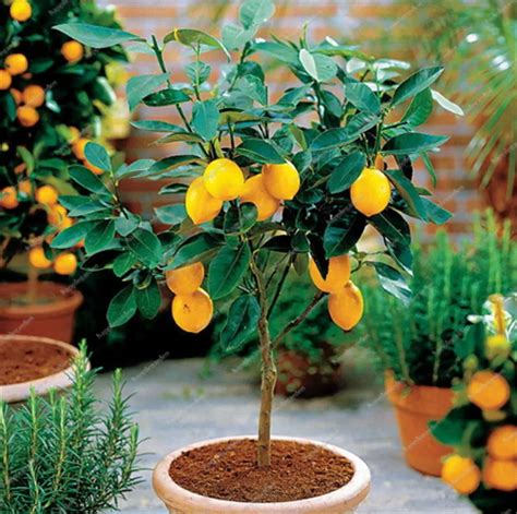 Big promotion! 50 Pcs Bonsai Lemon Tree Pot Edible Tangerine Citrus ...