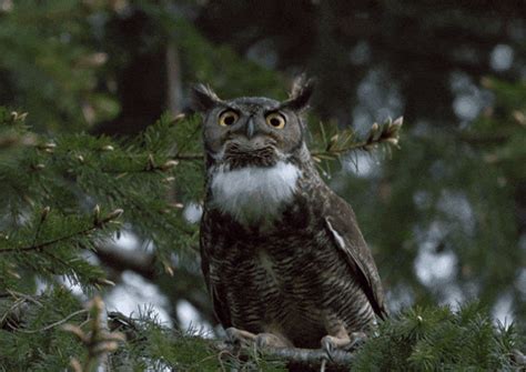 Staring I See You GIF by U.S. Fish and Wildlife Service - Find & Share ...