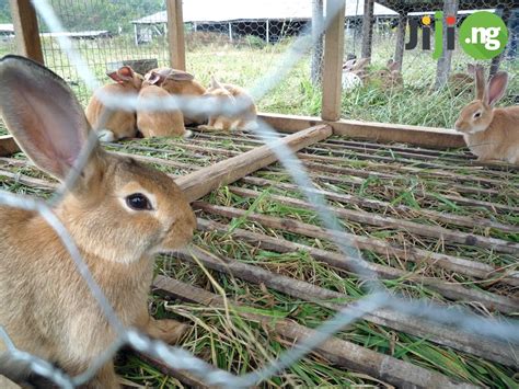 Rabbit Farming: How to Start (fuel guide) | Jiji Blog