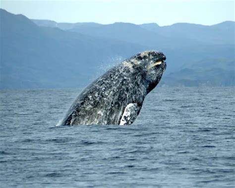 Gray Whale - Facts, Diet, Habitat & Pictures on Animalia.bio