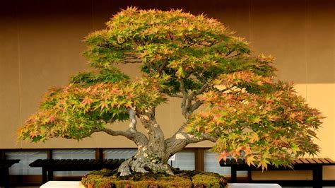 17 Bonsai HD Wallpapers | Background Images - Wallpaper Abyss