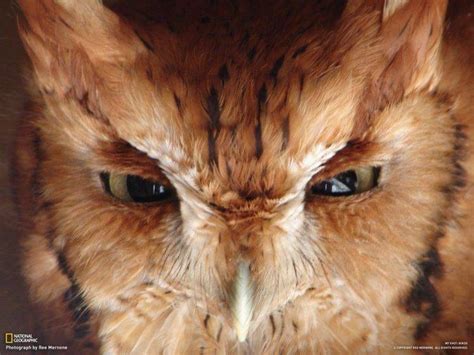 owl, Eyes Wallpapers HD / Desktop and Mobile Backgrounds